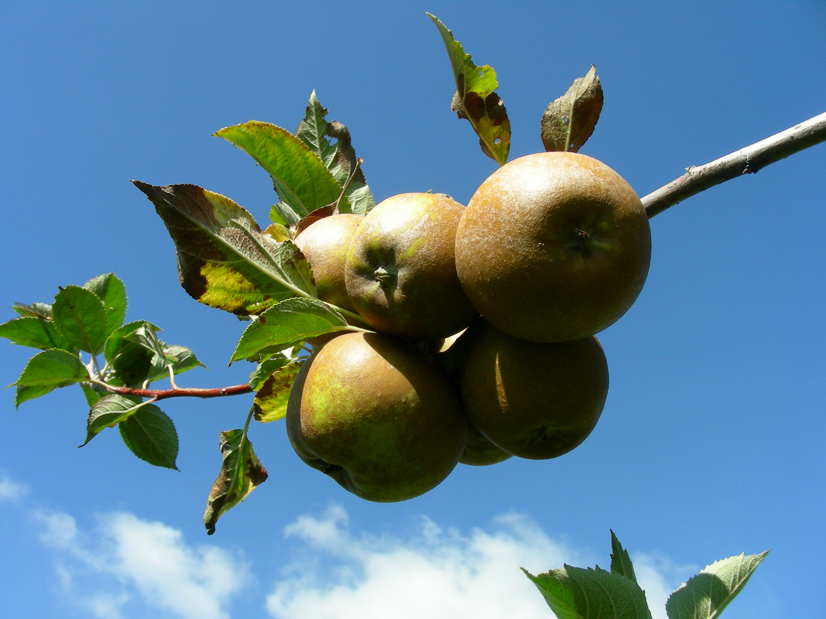 Malus domestica Borkh.- Renetta Ruggine 100929-92.jpg