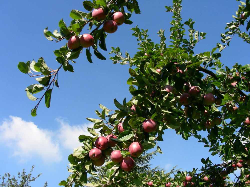Malus domestica Borkh.- Rosmarina rossa  100929-05.jpg