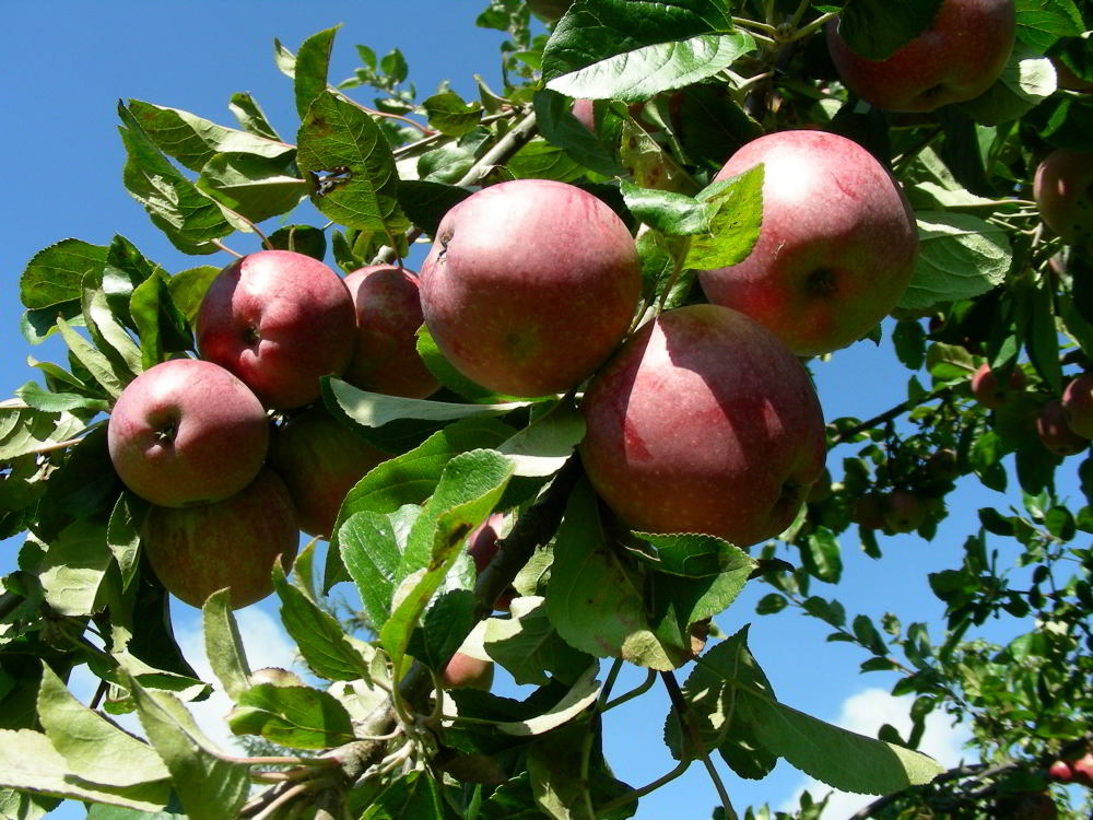 Malus domestica Borkh.- Rosmarina rossa  100929-07.jpg