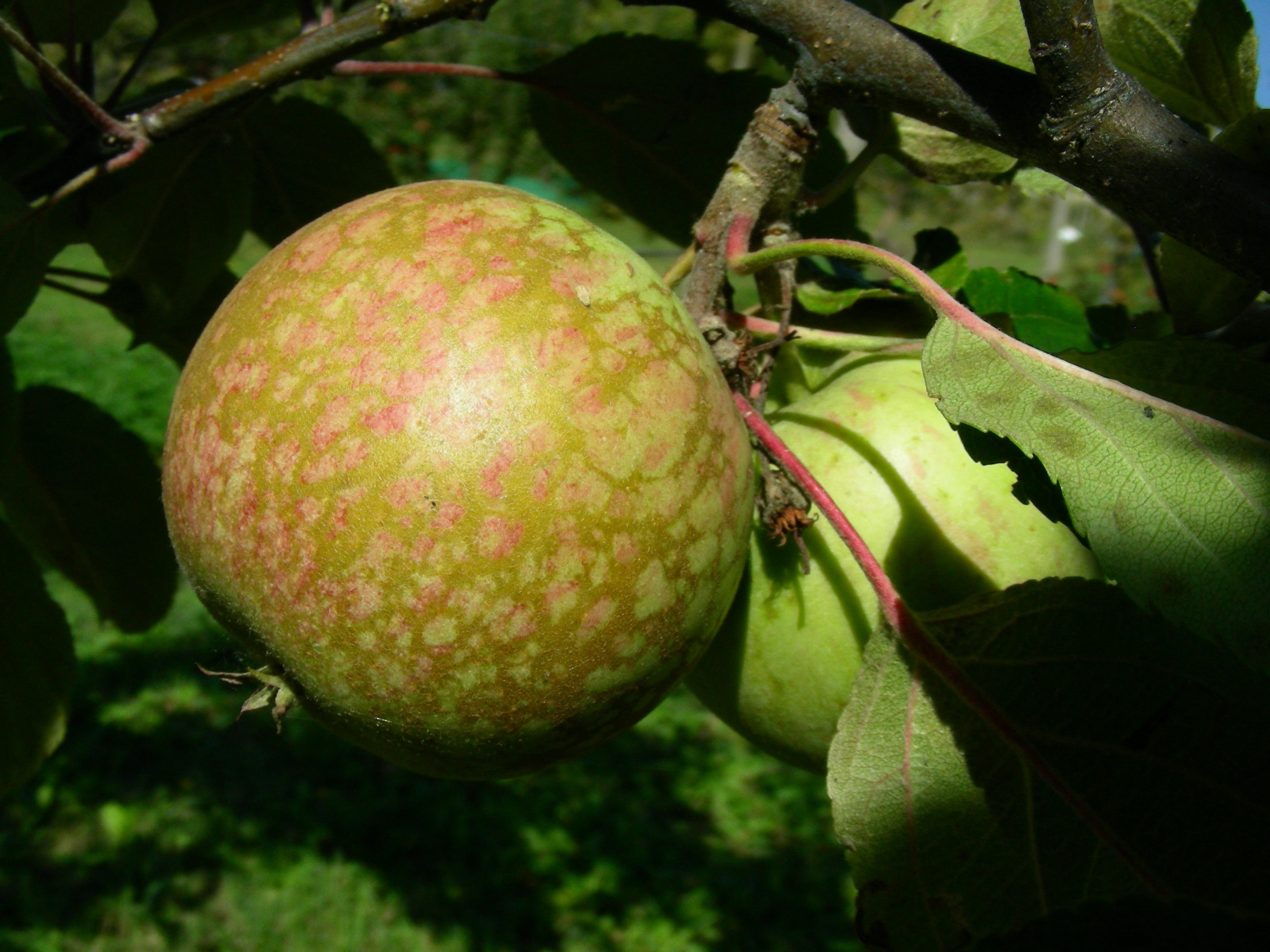 Malus domestica Borkh.- Rospo 100929-95.jpg