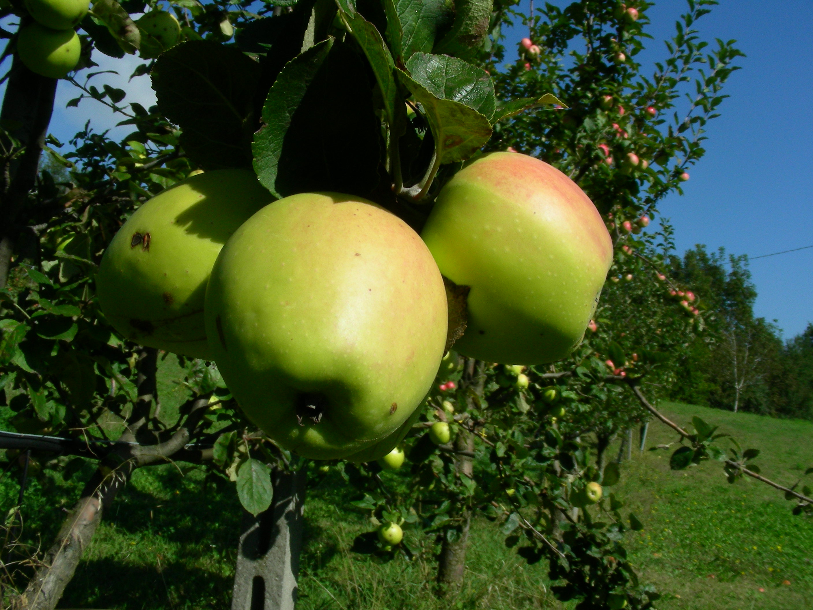 Malus domestica Borkh.- Verdone 100929-98.jpg