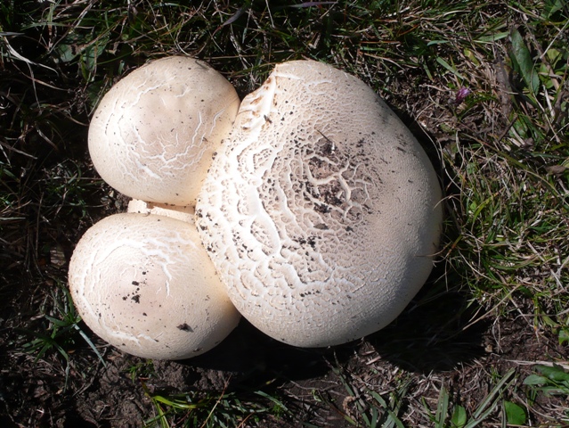 Agaricus xantho.jpg