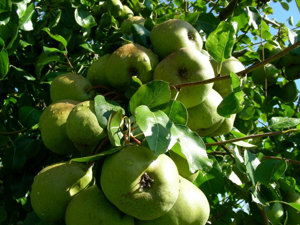 Pyrus communis L. - Spina Carpi 100929-85.jpg