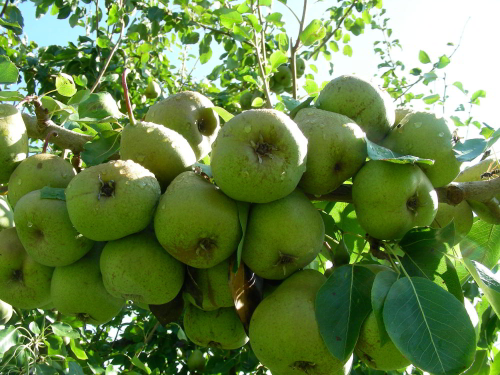 Pyrus communis L. - Spina Carpi 100929-84.jpg