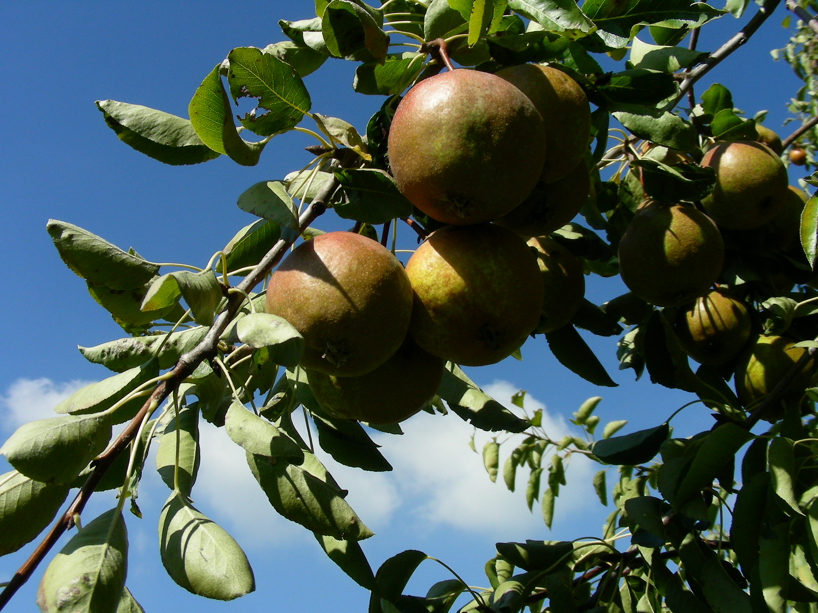 Pyrus communis L.- Martin sec 100929-04.jpg