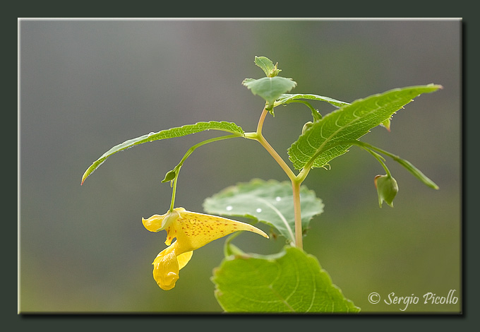 impatiens_0260.jpg