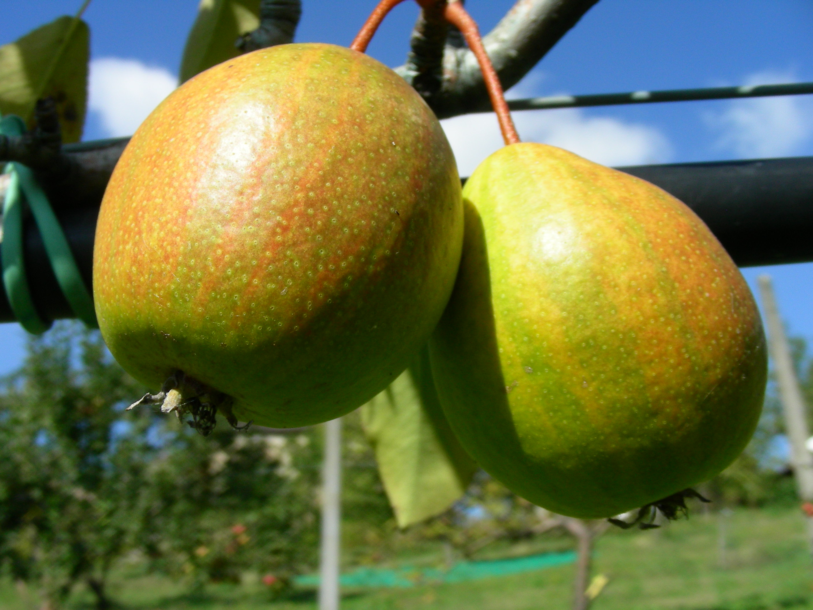 Pyrus communis L.- Pera Braghe Svizzere 100929-88.jpg