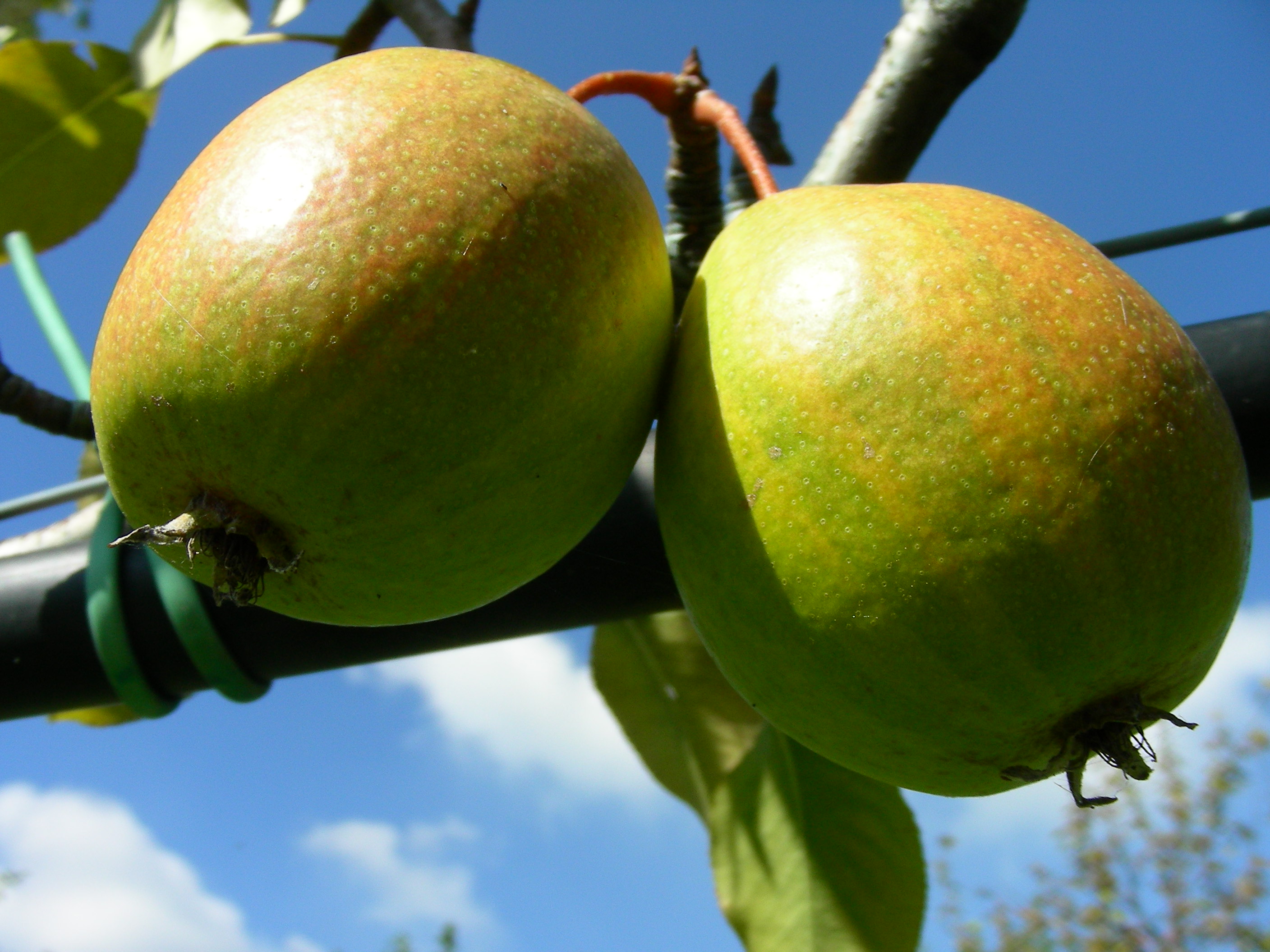 Pyrus communis L.- Pera Braghe Svizzere 100929-90.jpg