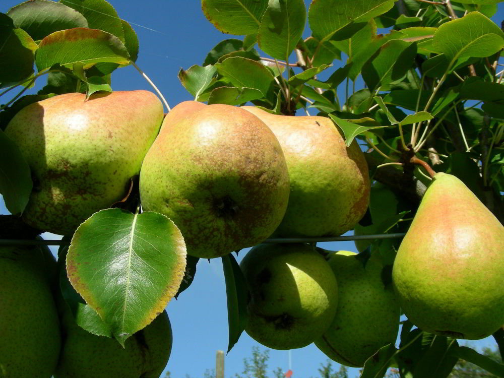 Pyrus communis L.- Pera del Curato 100929-91.jpg