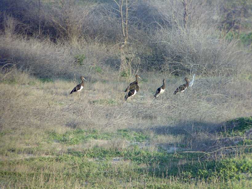 cicognanera5.jpg