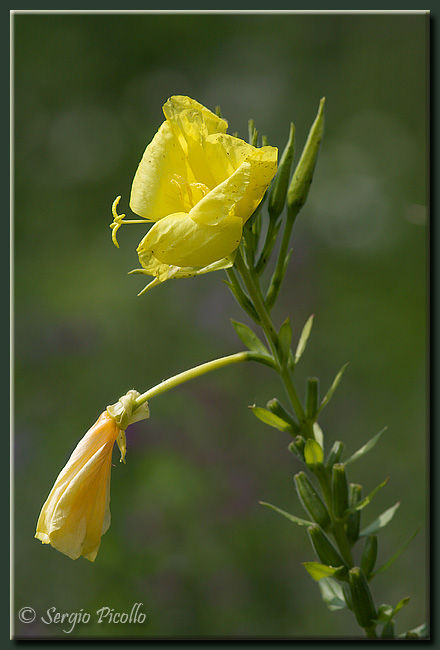 oenothera_oehlkersi_10viii21_7413_14G.jpg