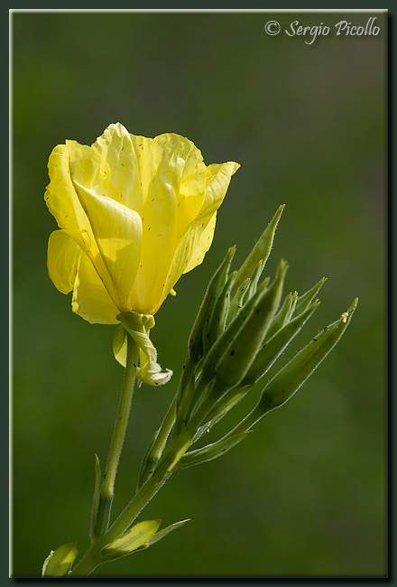 oenothera_oehlkersi_10viii21_7425G.jpg