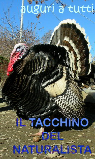 Tacchino-101211-63_1.jpg