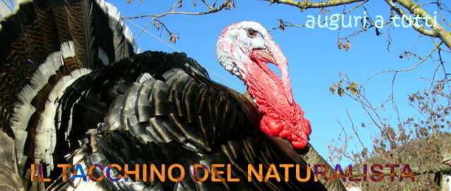 Tacchino-101211-65_2.jpg
