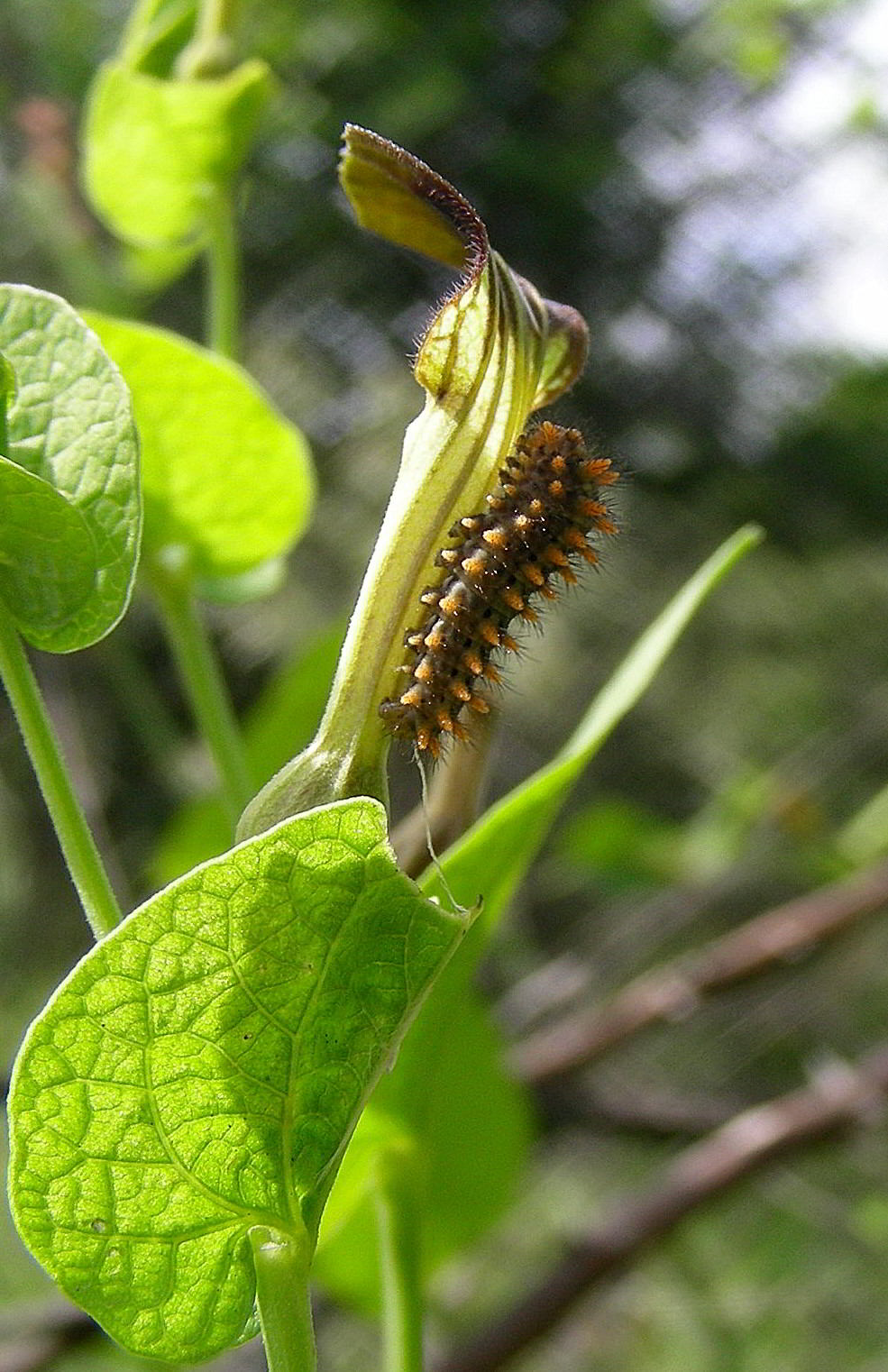 Zerynthia polyxena 584.JPG