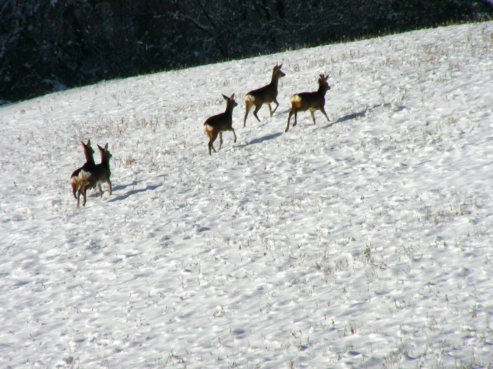 Caprioli-101228-77.jpg