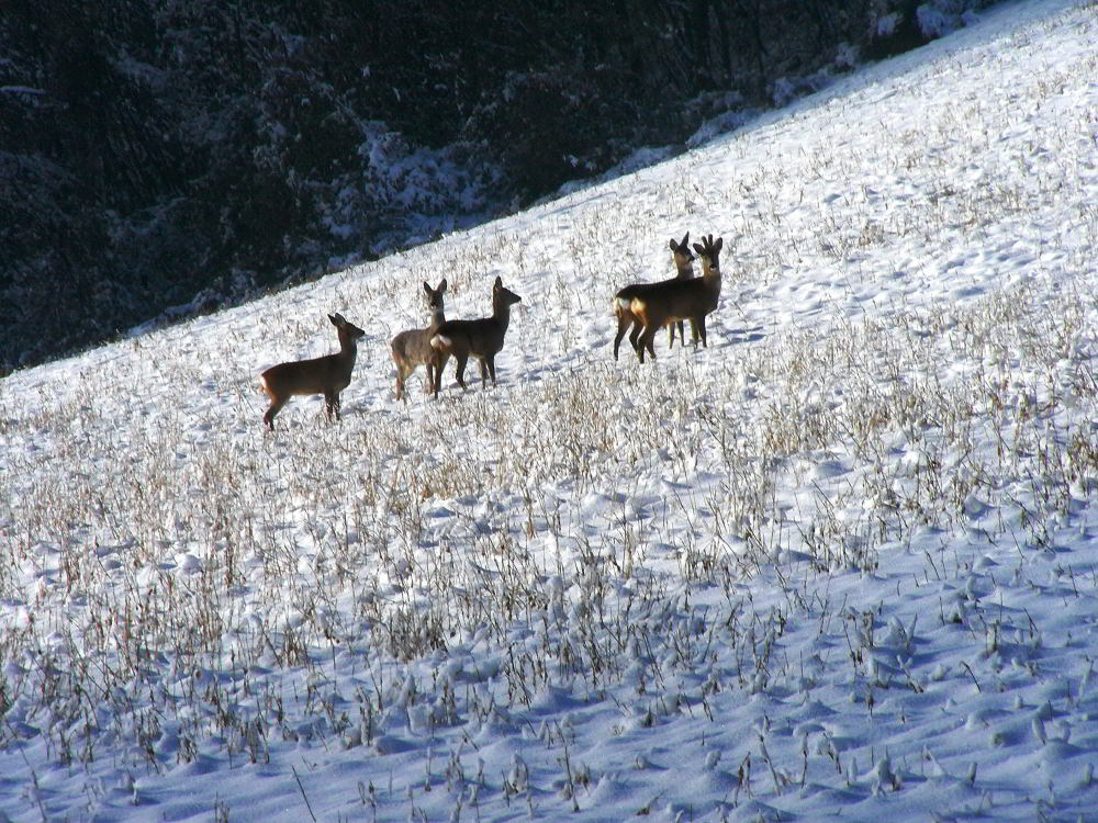 Caprioli-101228-75.jpg
