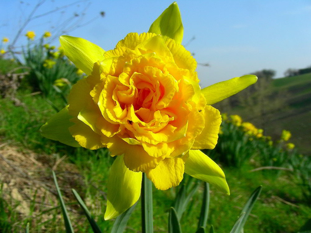 Narcissus-pseudonarcissus-L.jpg