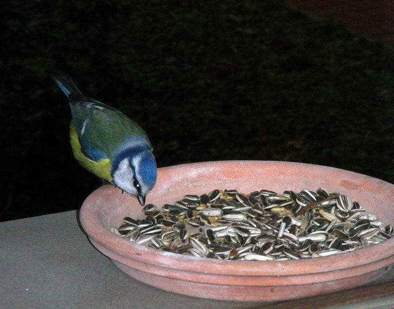 DSCN4212.jpg