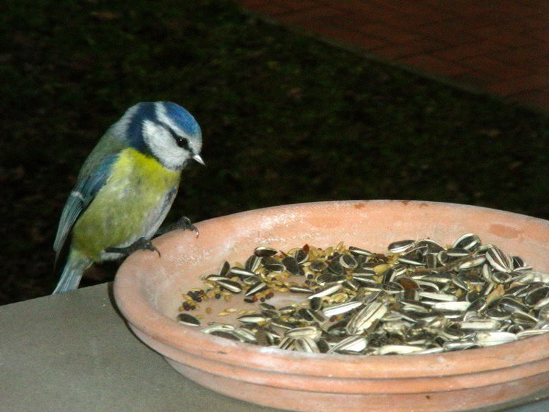 DSCN4233.jpg