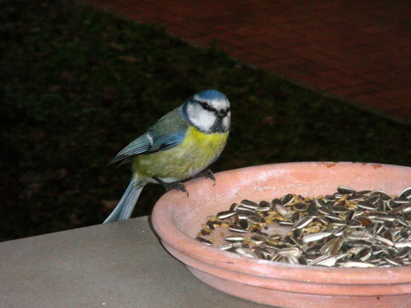 DSCN4230.jpg