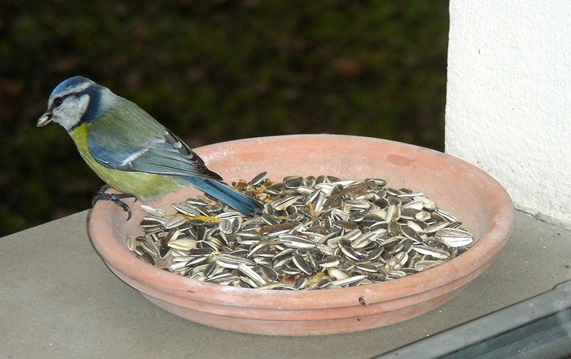 Cinciarella-mangiatoia-110.jpg