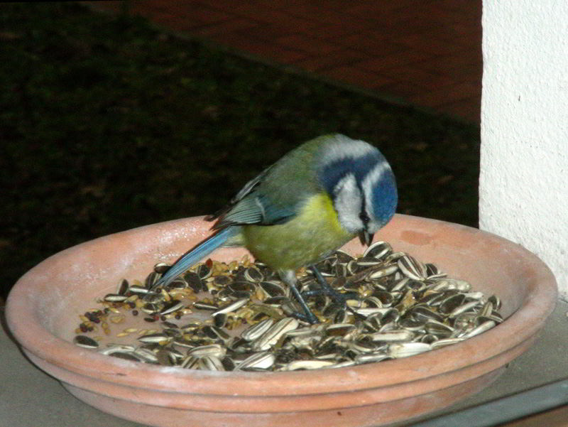 DSCN4234.jpg