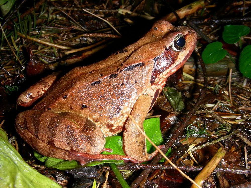 Rana temporaria  426.JPG