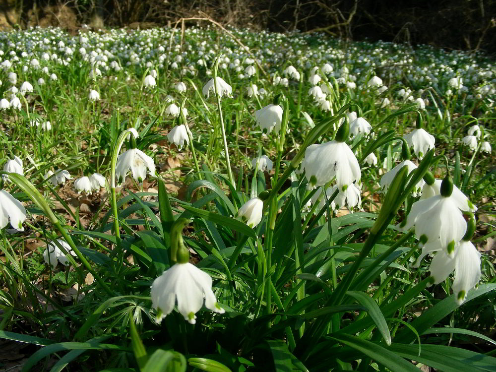 Leucojum vernum L.  110226-04.jpg