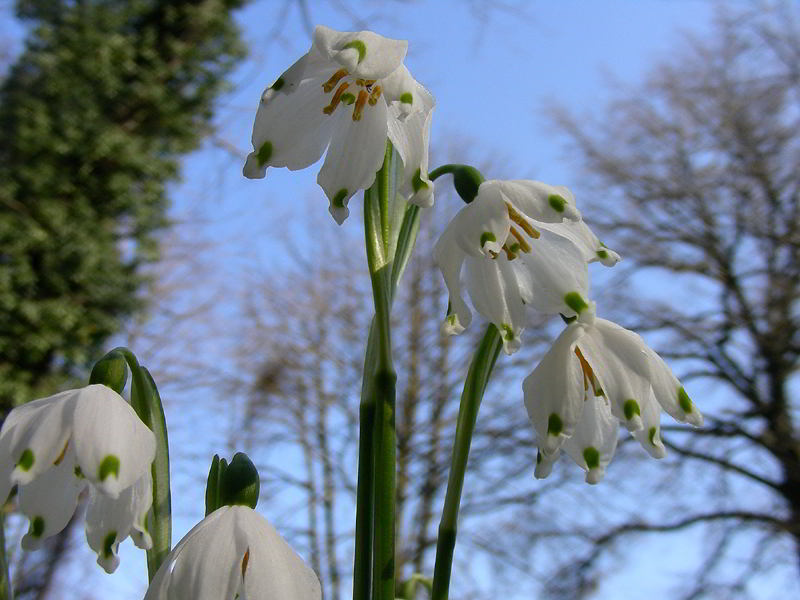 Leucojum vernum L.  110226-47.jpg