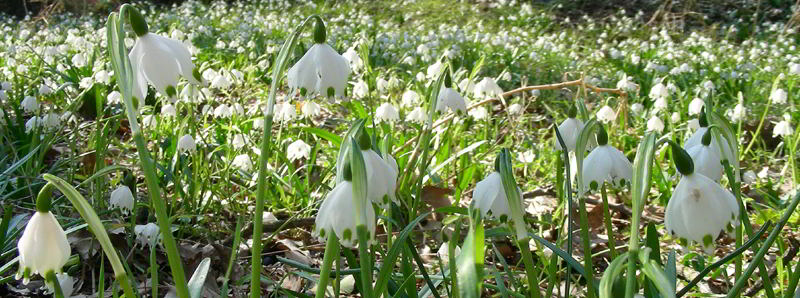 Leucojum vernum L.  110226-59.jpg