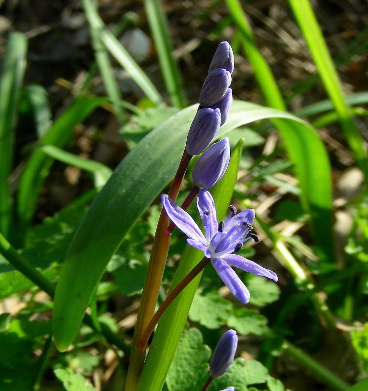 Scilla bifolia L. 110226-86.jpg