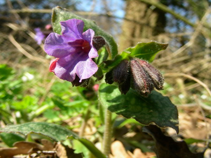 Pulmonaria officinalis L. 110226-87.jpg