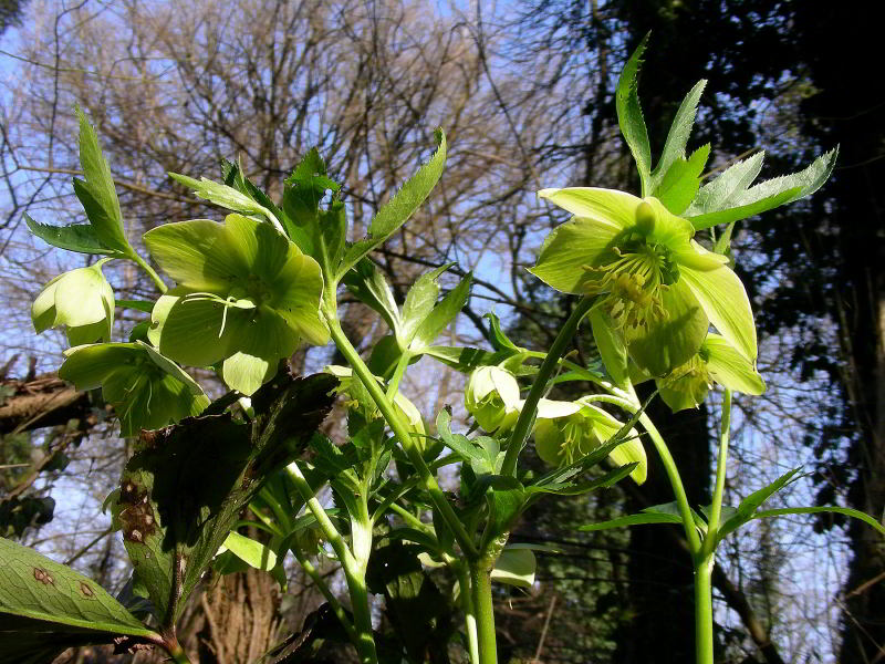 Helleborus viridis L. subsp. viridis 110226-28.jpg