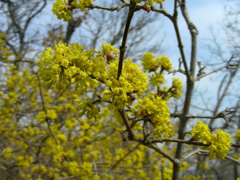 Copia di Cornus mas L. 110312-36.JPG