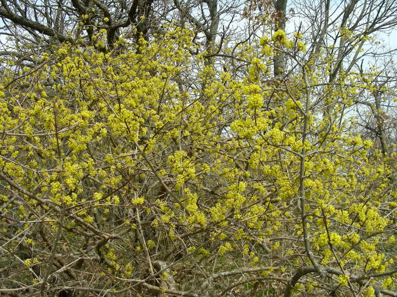 Copia di Cornus mas L. 110312-35.JPG