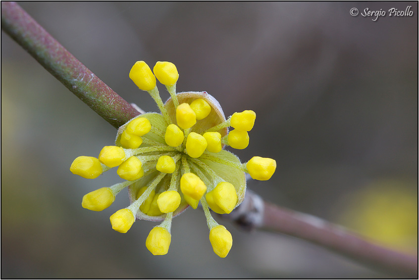 cornus_mas_11iii14_0824.jpg