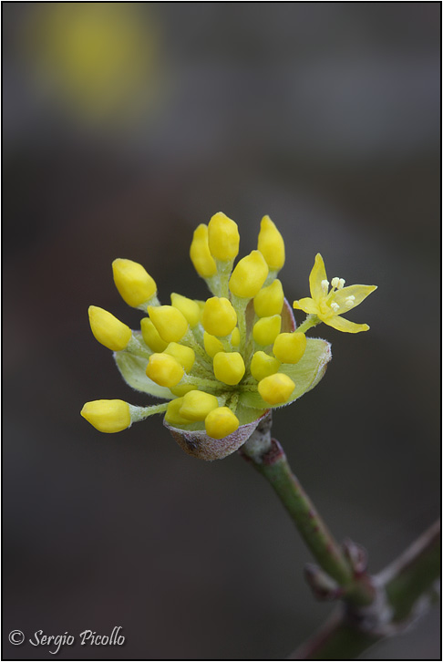 cornus_mas_11iii14_0842_45.jpg