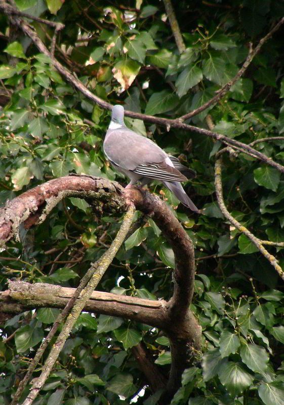 Colombaccio - Columba palumbus 62.JPG