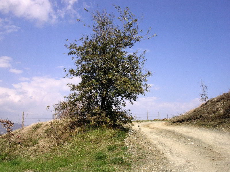 Quercus crenata 935.JPG