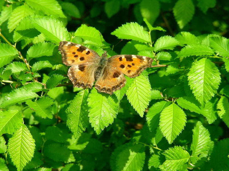 Copia di Nymphalis polychloros - Vanessa dei frutteti 110416-56.JPG