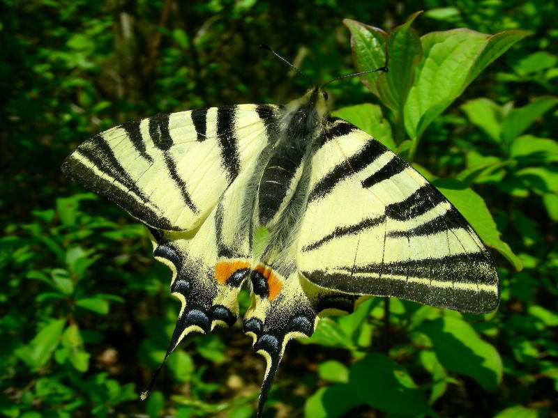 Podalirio - Iphiclides podalirius 34.JPG