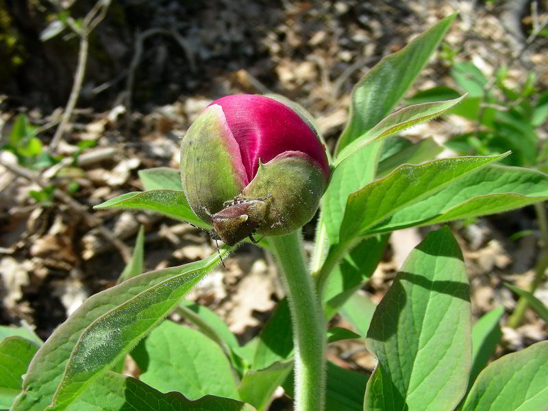 Paeonia officinalis L. 27.JPG