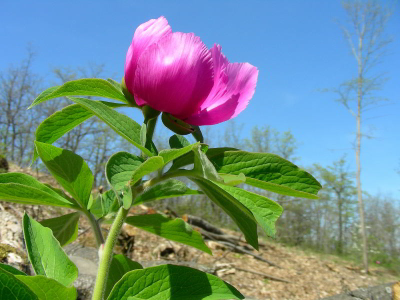 Paeonia officinalis L. 29.JPG