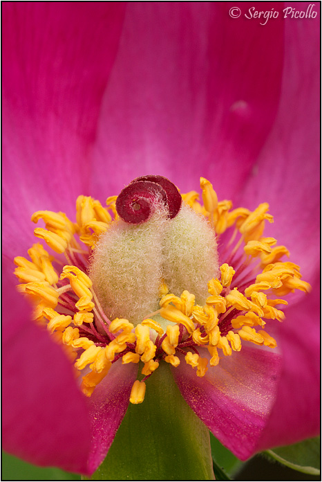 Paeonia_officinalis_11iv18_2245.jpg