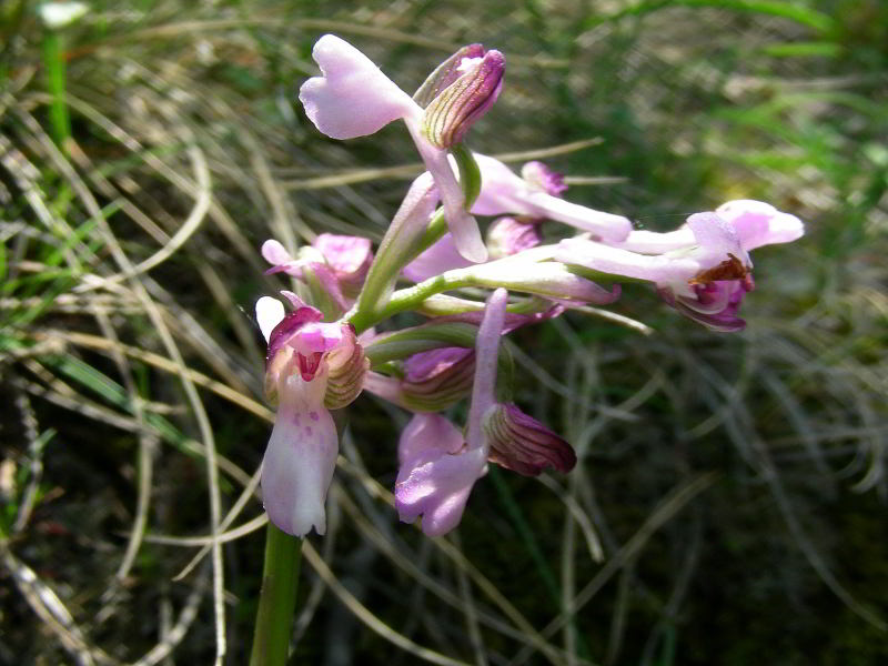 DSCN7101.JPG