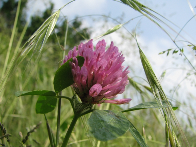 7 Trifolium pratense.jpg