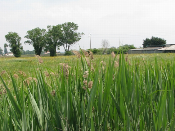 Cannuccia di palude - Phragmites australis 1.jpg