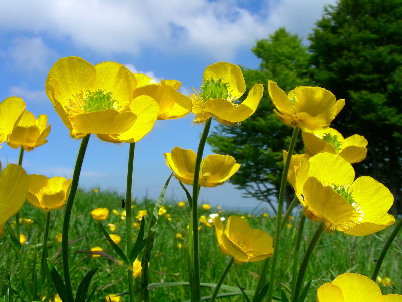 Ranunculus pollinensis (N. Terracc.) Chiov. copia.jpg