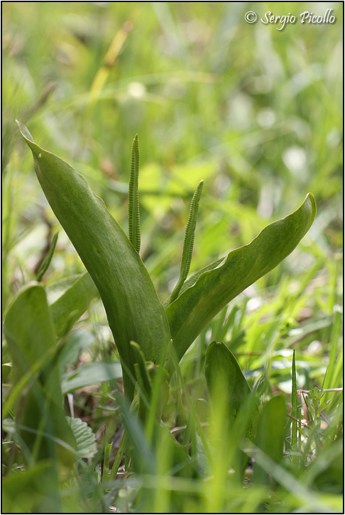Ophioglossum_vulgatum_11v18_3442.jpg